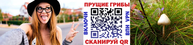 дарнет шоп  Камень-на-Оби  Галлюциногенные грибы Cubensis 